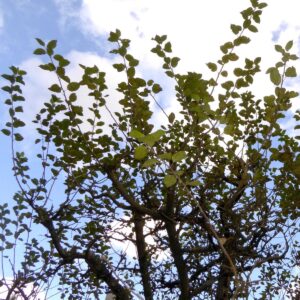 Wassertriebe eines Apfelbaumes vor wolkigem Himmel