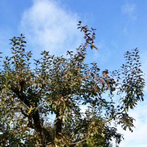 Alter Apfelbaum mit Wassertrieben vor blauem Himmel