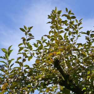 Wassertriebe an einem Apfelbaum vor blauem Himmel
