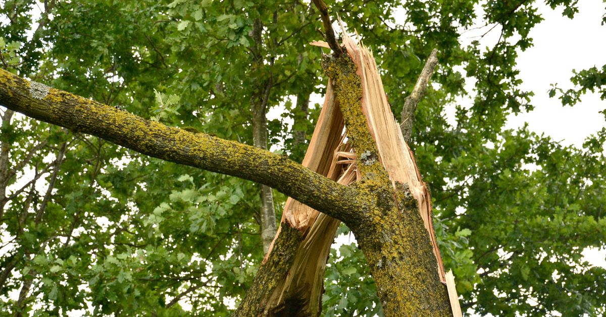 gesplitterter Baum als Sturmschaden