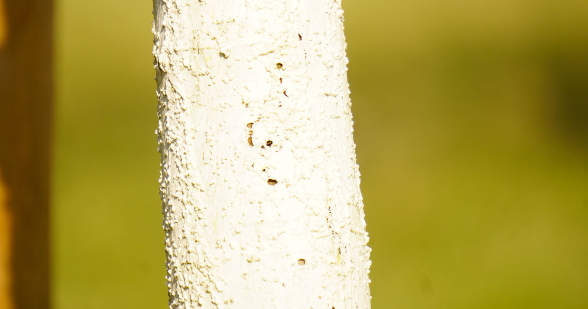 Weißanstrich an einem Jungbaum
