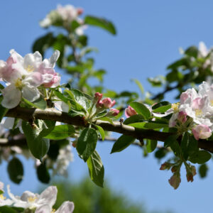 Apfelbaum: Blüten an einjährigem Holz