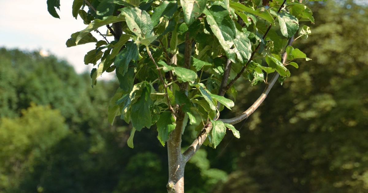 junger Apfelbaum