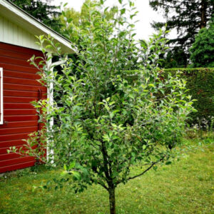 Krone eines jungen Apfelbaumes im Garten