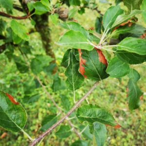 Trieb an einem jungen Apfelbaum