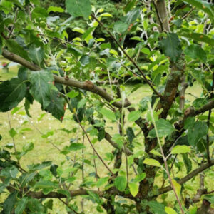 Zweige mit Laub an jungem Apfelbaum