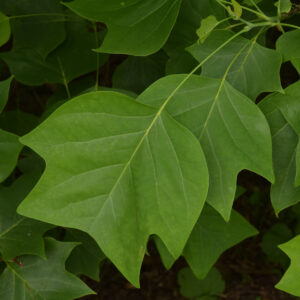 grünes Blatt vom Tulpenbaum