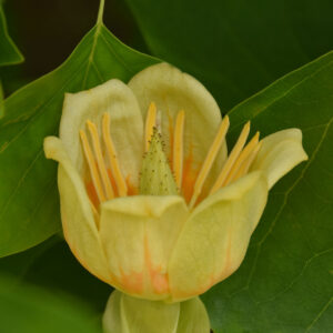 große, gelbe Blüte am Tulpenbaum