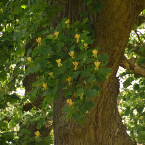 gelbe Blütenpracht am Tulpenbaum