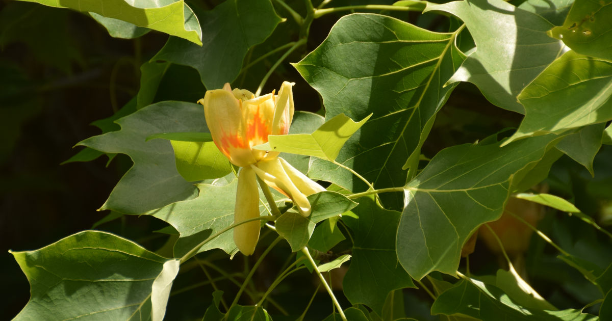 gelbe Blüte inmitten grüner Blätter am Tulpenbaum