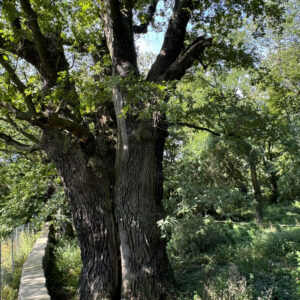 Baumpflegetage 2025: Imposante Baumveteranen