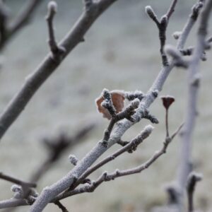 Apfelbaumtrieb mit Blütenknospen, die mit Eis bedeckt sind