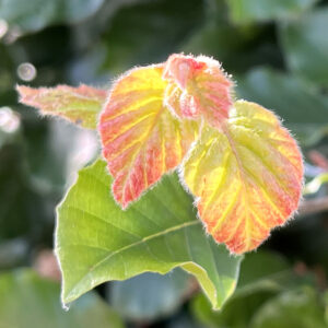 Johannistrieb: zartrote, junge Buchenblätter