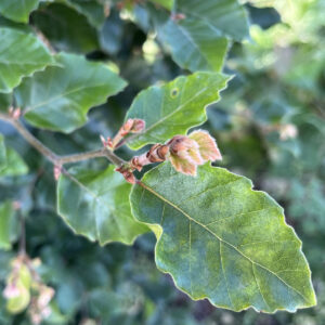 junger rötlicher Johannistrieb vor grünen Buchenblättern