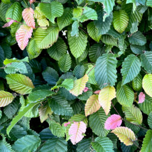 Grünes Hainbuchenlaub, durchsetzt von roten Blättern