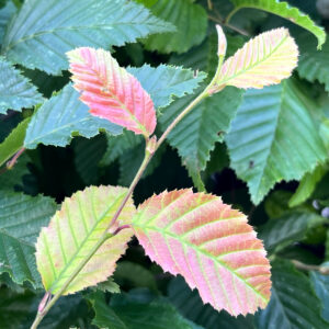rote Blätter am Johannistrieb der Hainbuche