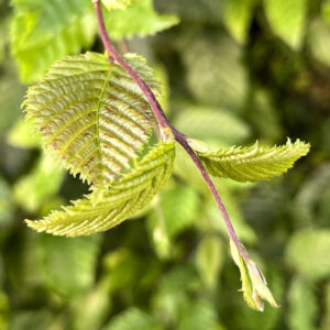 tiefroter Johannistrieb mit rot gesprenkelten Blättern an einer Hainbuche