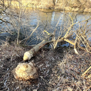 Typischer Biberschaden: vom Biber gefällter Baum am Flussufer