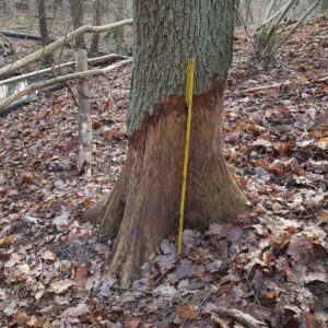 Schaden an einer vom Biber geringelten Eiche
