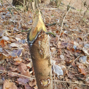vom Biber abgenagter Fichtenstumpf