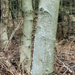 Baum mit Biber-Schutzanstrich