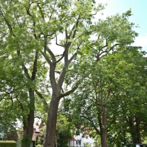 grüne Krone eines Großbaums