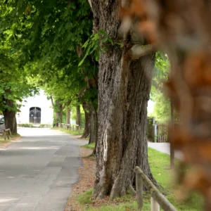 knorriger Baum am Straßenrand