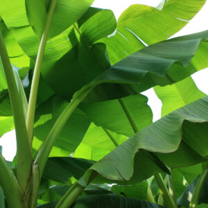 International: Weihnachtsbäume in anderen Ländern - Blätter der Bananenstaude