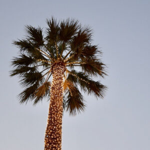 International: Weihnachtsbäume in anderen Ländern - Weihnachtlich beleuchtete Palme