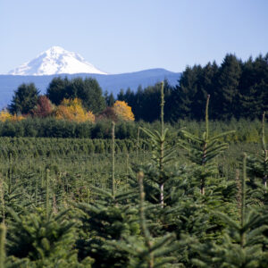 International: Weihnachtsbäume in anderen Ländern - Weihnachtsbaumplantage Oregon USA