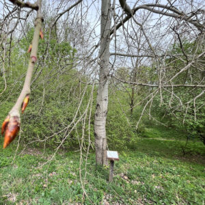 gerader Stamm der Zitterpappel