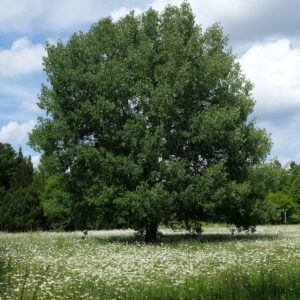 Zitterpappel auf Wiese