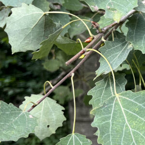 blaugrüne Blattunterseite der Zitterpappel