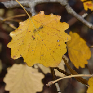 gelbes Blatt der Zitterpappel