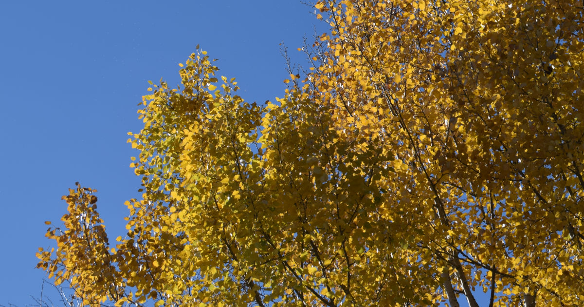 gelbes Herbstlaub der Zitterpappel