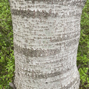 graue Rinde der Zitterpappel