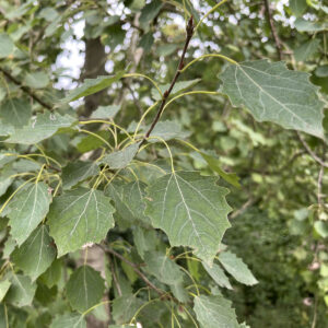 grüne Blätter der Zitterpappel mit langen Blattstielen