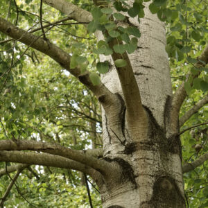waagerecht am Stamm sitzende Aeste der Zitterpappel