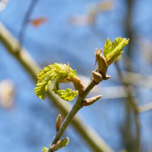Blatt und Blütenknospen eines Baumes beim Austrieb.