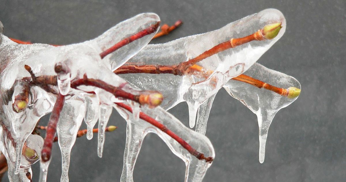 Knospen eines Baumes in dickes Eis eingefroren