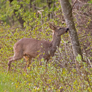Rehbock knabbert an Baumstamm in einer Hecke mit austreibenden Knospen.
