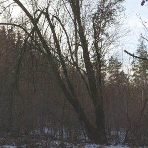 Weide mit abgebrochenen Ästen in ca. 5 Meter Höhe