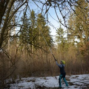 Stangensäge im Einsatz: Durchsägen abgeknickter, noch festhängender Äste