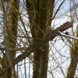 Herausziehen von Ästen