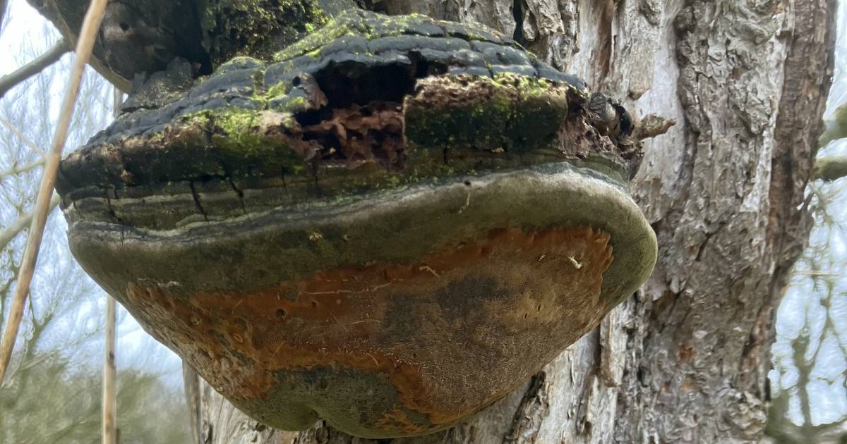 Pilz an altem Streuobstbaum