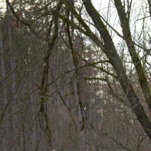 Knackweide mit abgebrochenen Ästen