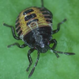 Marmorierte Baumwanze im Nymphenstadium