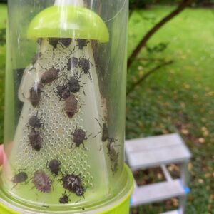 Adulte und Nymphen der Marmorierten Baumwanze in einer Pheromonfalle