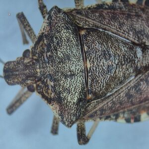 Marmorierte Baumwanze unter dem Mikroskop