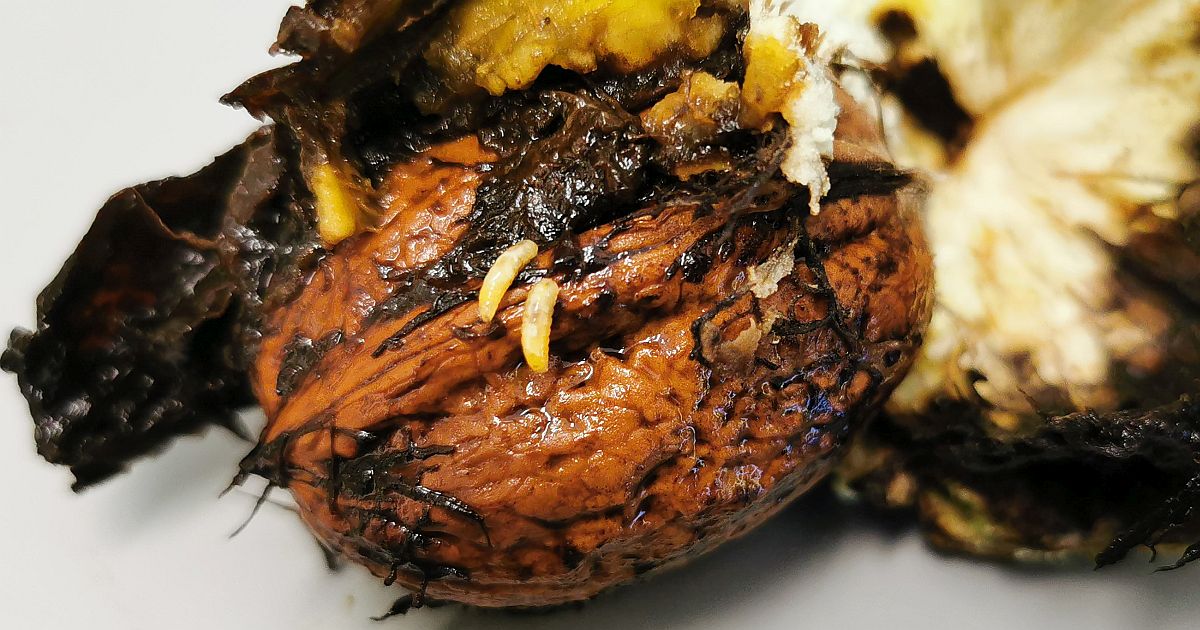 : Die Walnussfruchtfliege ernährt sich vom Fruchtfleisch der Nüsse.